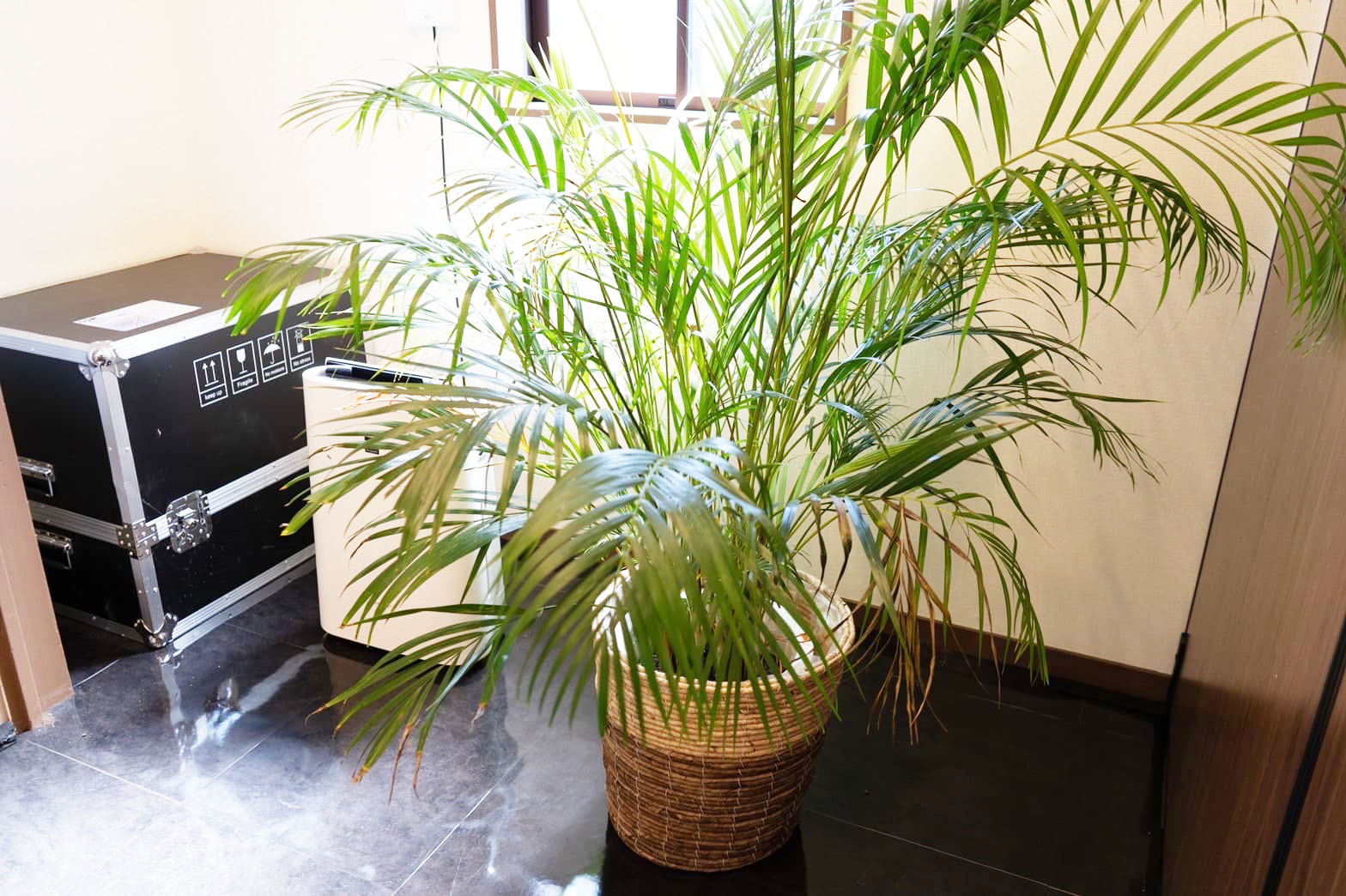 観葉植物の写真